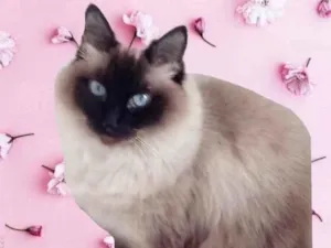 Gato raça Srd  idade 1 ano nome Gatinha 