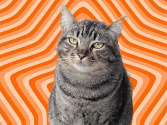 Gato raça Srd idade 1 ano nome Tom gorduchinho 