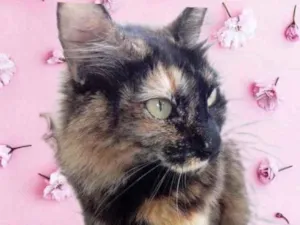 Gato raça Srd  idade 1 ano nome Menina 