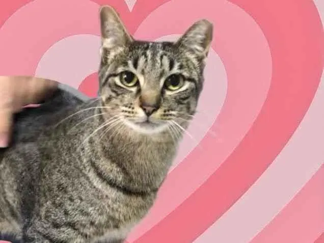 Gato raça Srd  idade 1 ano nome Gucci 