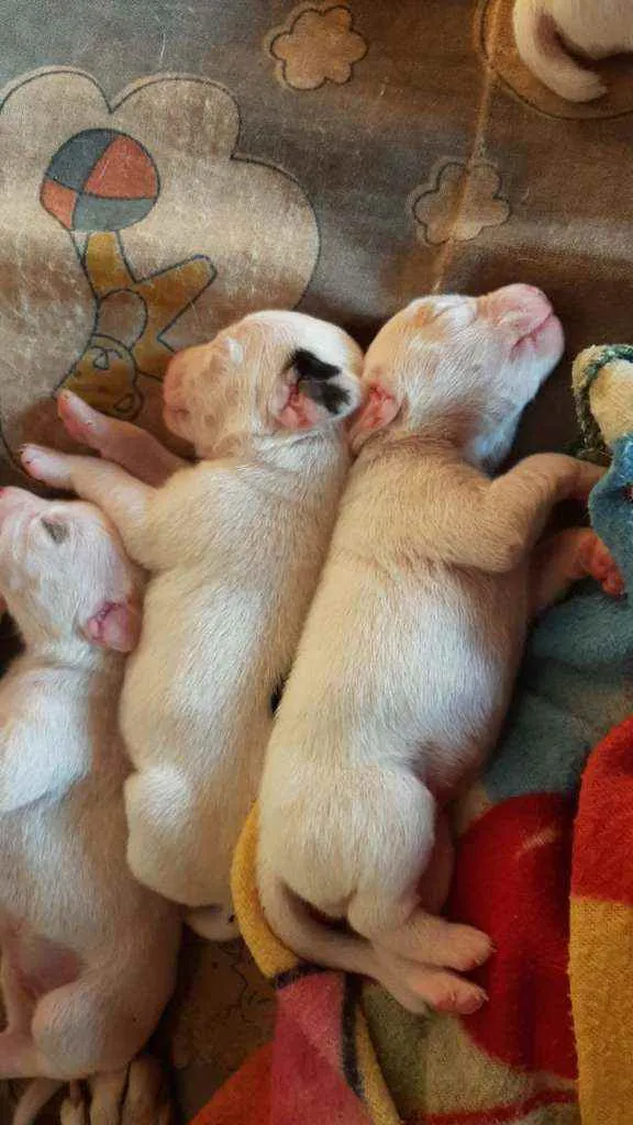 Cachorro raça Sem raça  idade Abaixo de 2 meses nome Sem nome