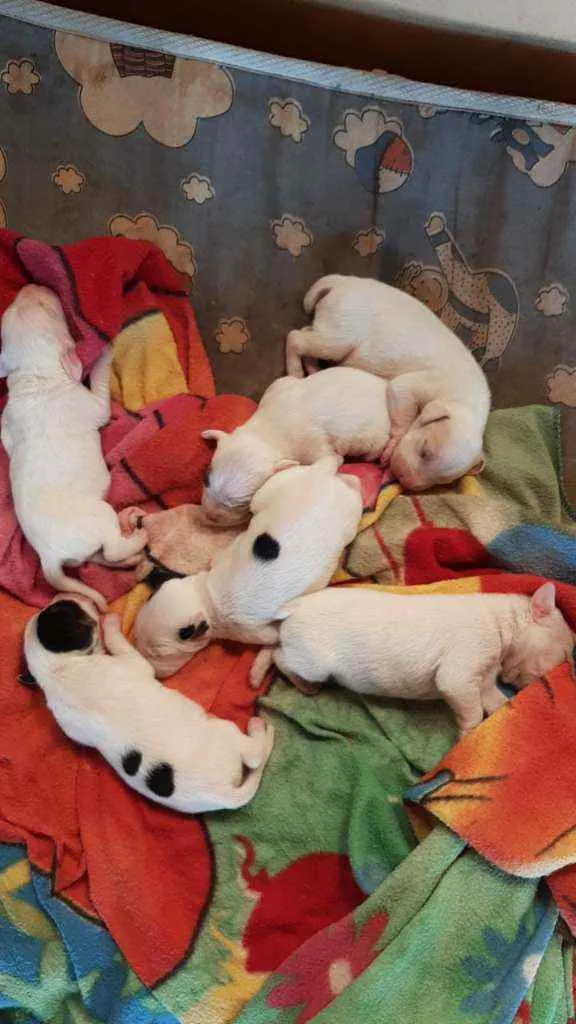 Cachorro raça Sem raça  idade Abaixo de 2 meses nome Sem nome