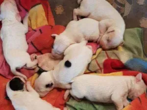 Cachorro raça Sem raça  idade Abaixo de 2 meses nome Sem nome