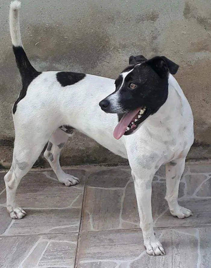 Cachorro raça SRD idade 3 anos nome Lord