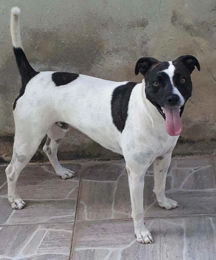 Cachorro raça SRD idade 3 anos nome Lord