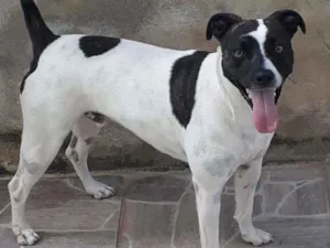 Cachorro raça SRD idade 3 anos nome Lord