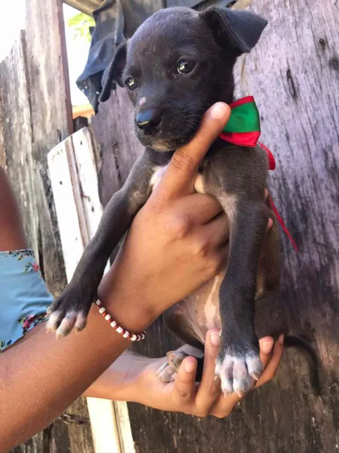 Cachorro raça Srd idade 2 a 6 meses nome Irmãs 2 meses