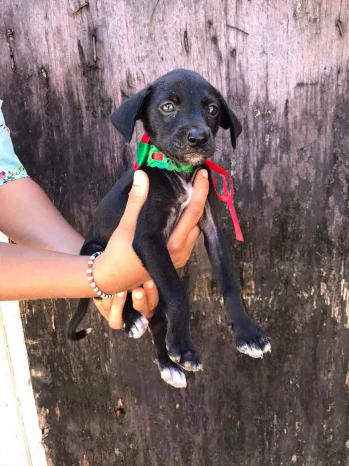 Cachorro raça Srd idade 2 a 6 meses nome Irmãs 2 meses