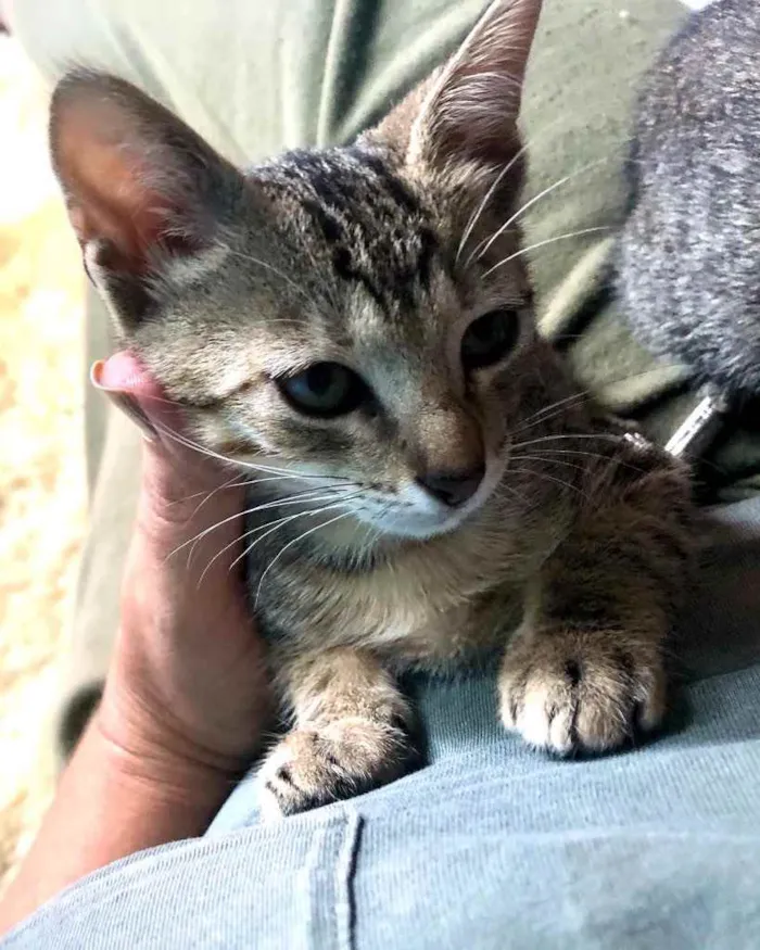 Gato ra a Srd idade Abaixo de 2 meses nome Eva