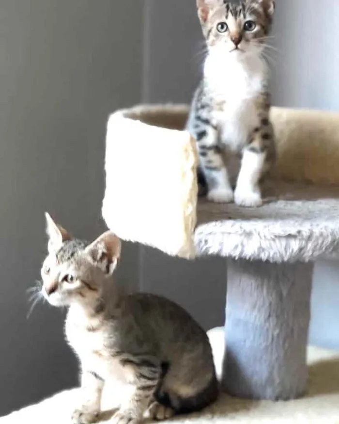 Gato ra a Srd idade Abaixo de 2 meses nome Eva