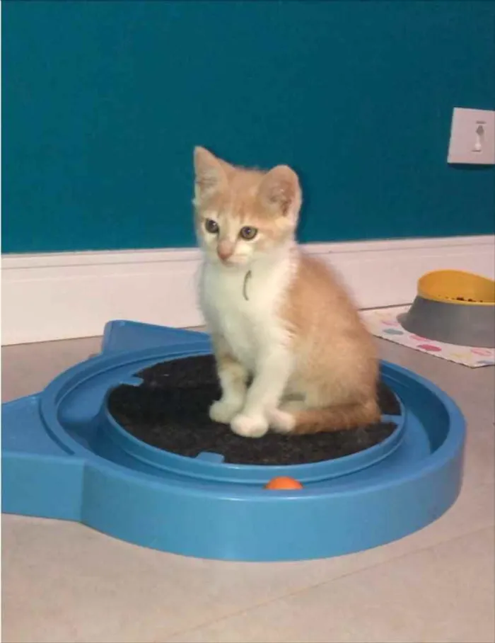 Gato ra a Srd idade Abaixo de 2 meses nome Bento
