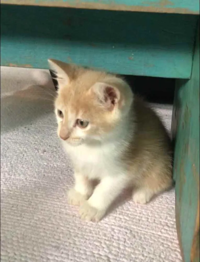 Gato ra a Srd idade Abaixo de 2 meses nome Bento