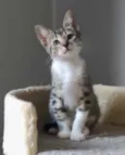 Marcelino 