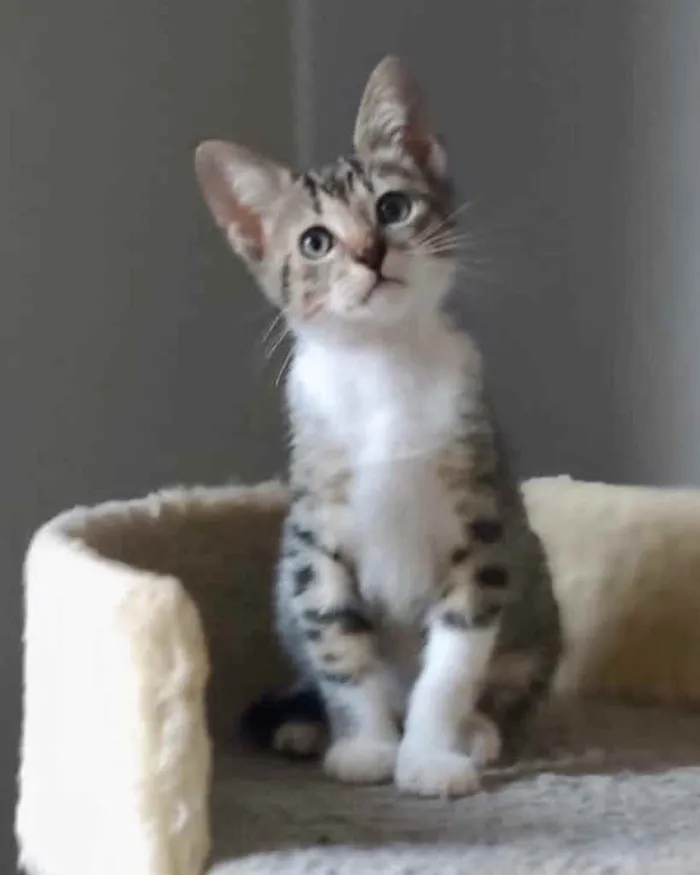 Gato ra a Srd idade Abaixo de 2 meses nome Marcelino 