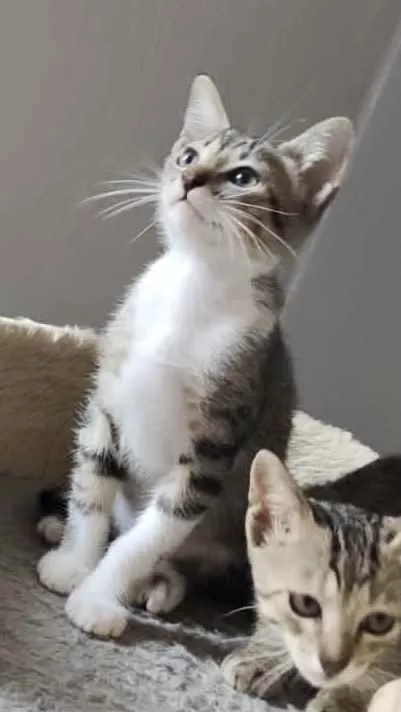 Gato ra a Srd idade Abaixo de 2 meses nome Marcelino 