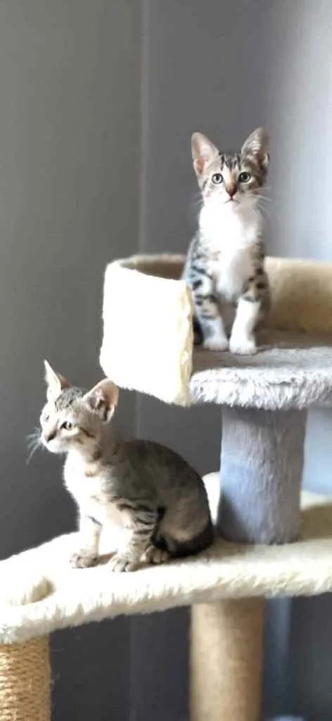 Gato ra a Srd idade Abaixo de 2 meses nome Marcelino 