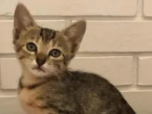 Gato raça Srd idade Abaixo de 2 meses nome Eva