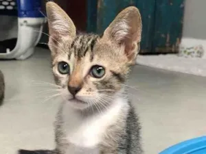 Gato raça Srd idade Abaixo de 2 meses nome Marcelino 