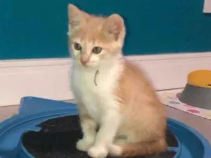 Gato raça Srd idade Abaixo de 2 meses nome Bento