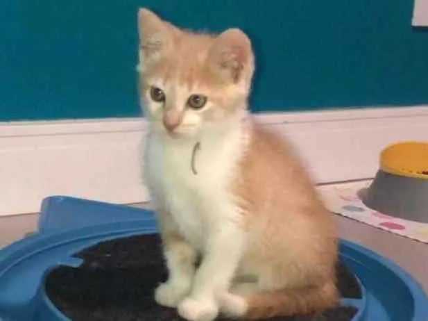 Gato ra a Srd idade Abaixo de 2 meses nome Bento