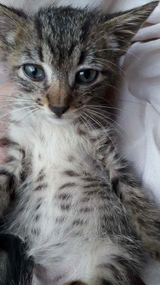 Gato ra a SRD idade Abaixo de 2 meses nome Tigrado