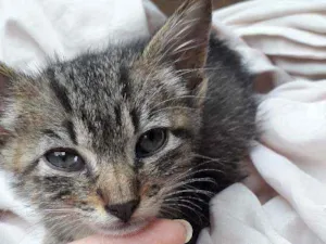 Gato raça SRD idade Abaixo de 2 meses nome Tigrado