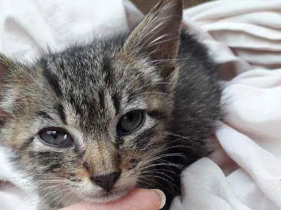 Gato ra a SRD idade Abaixo de 2 meses nome Tigrado