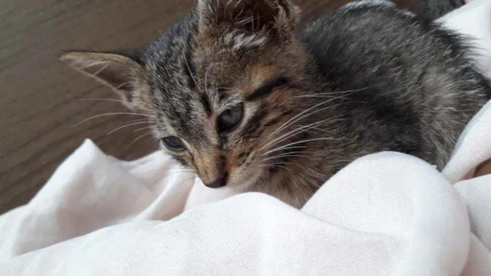 Gato ra a SRD idade Abaixo de 2 meses nome Tigrado