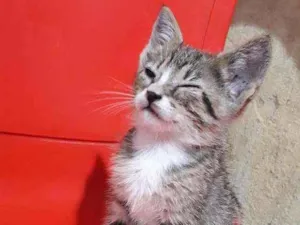 Gato raça SRD idade Abaixo de 2 meses nome Mei