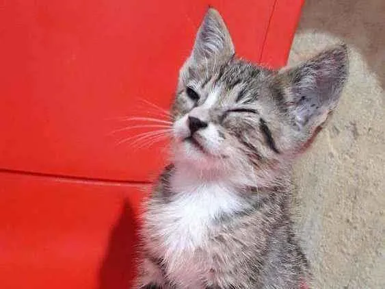 Gato ra a SRD idade Abaixo de 2 meses nome Mei