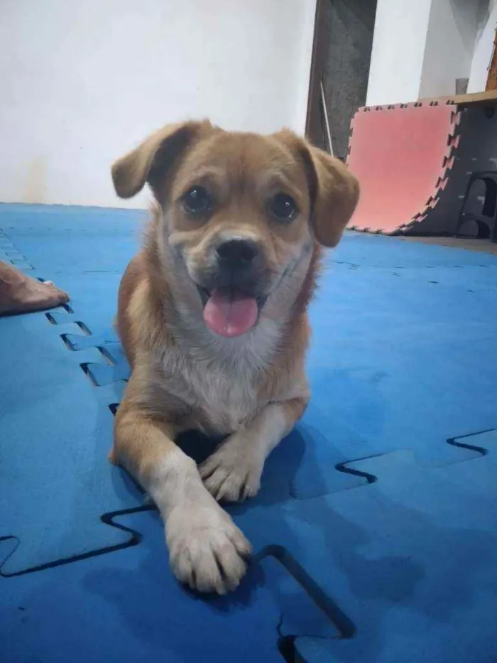 Cachorro ra a Indefinida idade 7 a 11 meses nome Bolt