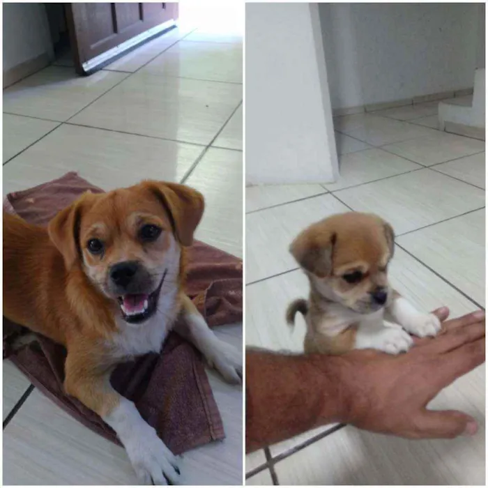 Cachorro ra a Indefinida idade 7 a 11 meses nome Bolt