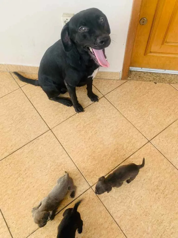 Cachorro ra a Labrador  idade Abaixo de 2 meses nome Sem nome