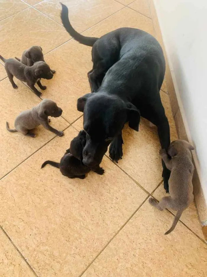 Cachorro ra a Labrador  idade Abaixo de 2 meses nome Sem nome