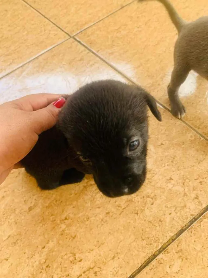 Cachorro ra a Labrador  idade Abaixo de 2 meses nome Sem nome