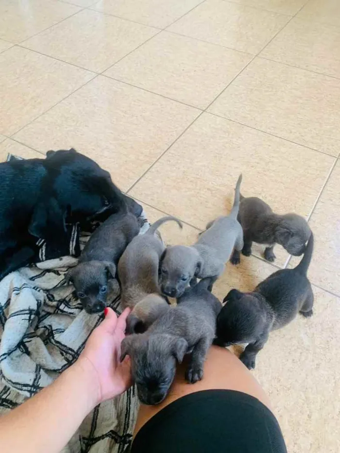 Cachorro ra a Labrador  idade Abaixo de 2 meses nome Sem nome