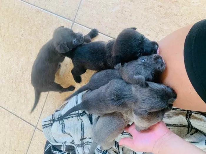 Cachorro ra a Labrador  idade Abaixo de 2 meses nome Sem nome