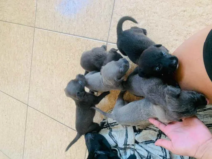 Cachorro ra a Labrador  idade Abaixo de 2 meses nome Sem nome