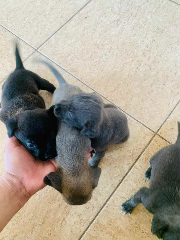 Cachorro ra a Labrador  idade Abaixo de 2 meses nome Sem nome