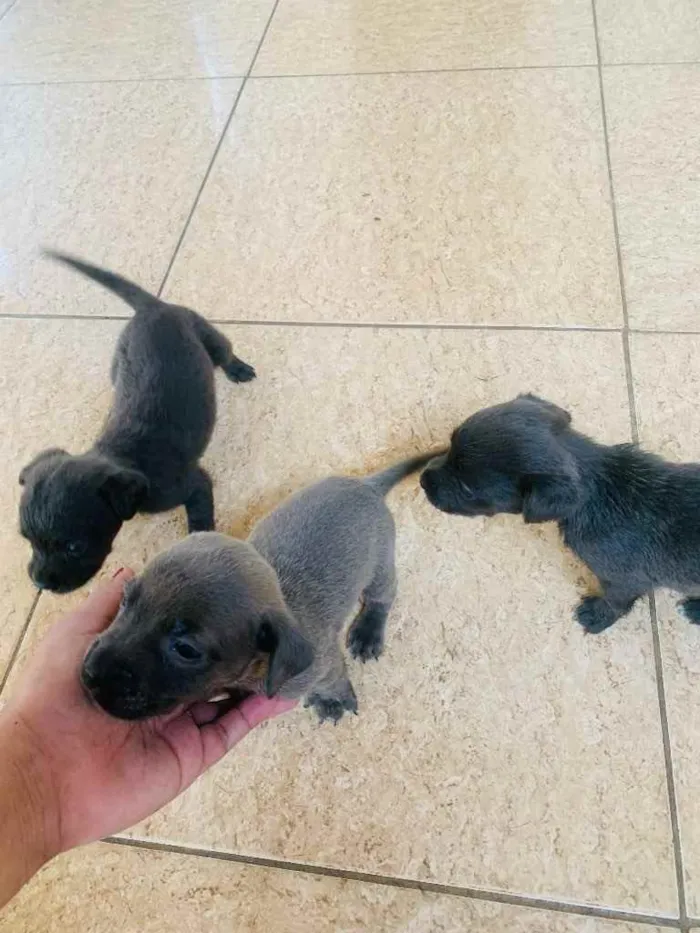 Cachorro ra a Labrador  idade Abaixo de 2 meses nome Sem nome