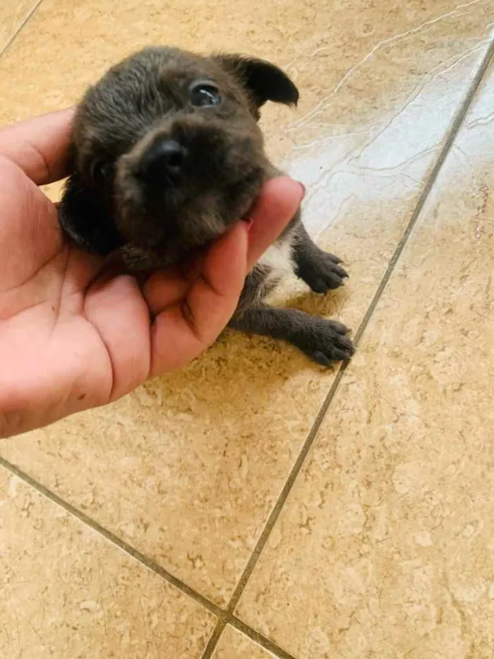 Cachorro ra a Labrador  idade Abaixo de 2 meses nome Sem nome