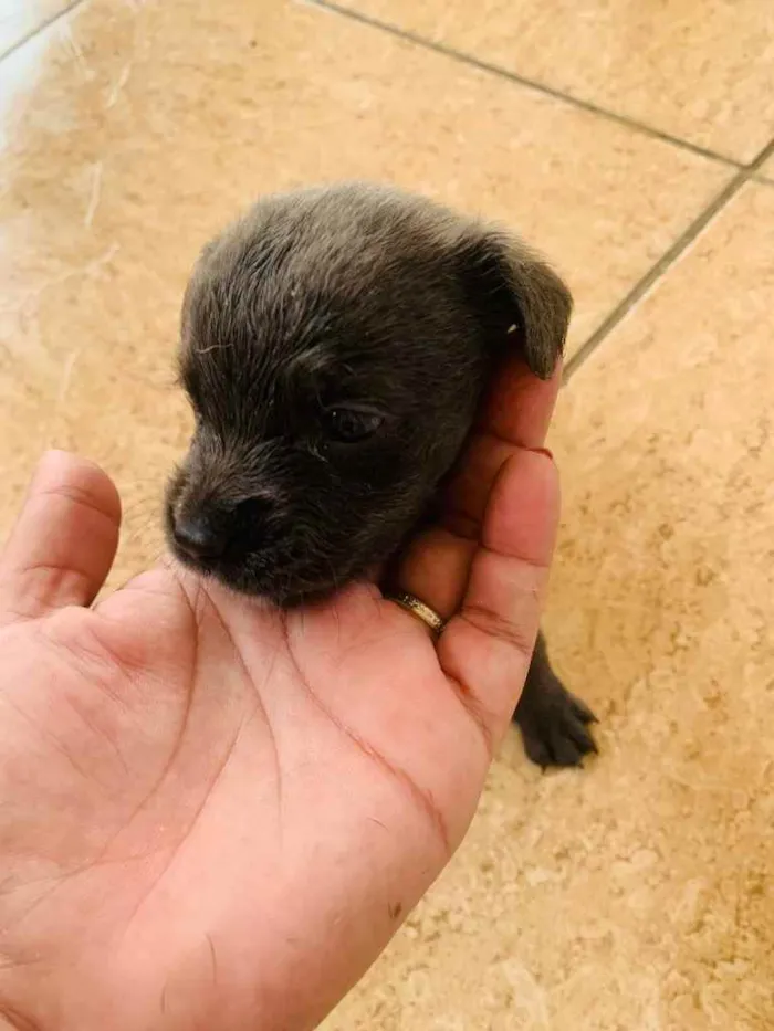 Cachorro ra a Labrador  idade Abaixo de 2 meses nome Sem nome