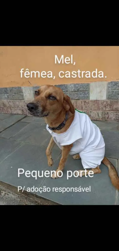 Cachorro ra a Srd idade 2 anos nome Mel