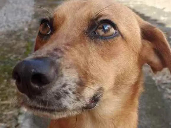 Cachorro ra a Srd idade 2 anos nome Mel