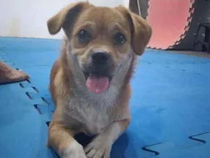 Cachorro raça Indefinida idade 7 a 11 meses nome Bolt