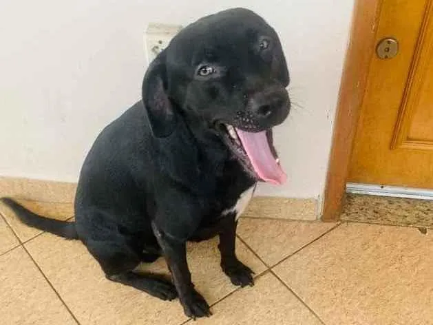 Cachorro ra a Labrador  idade Abaixo de 2 meses nome Sem nome