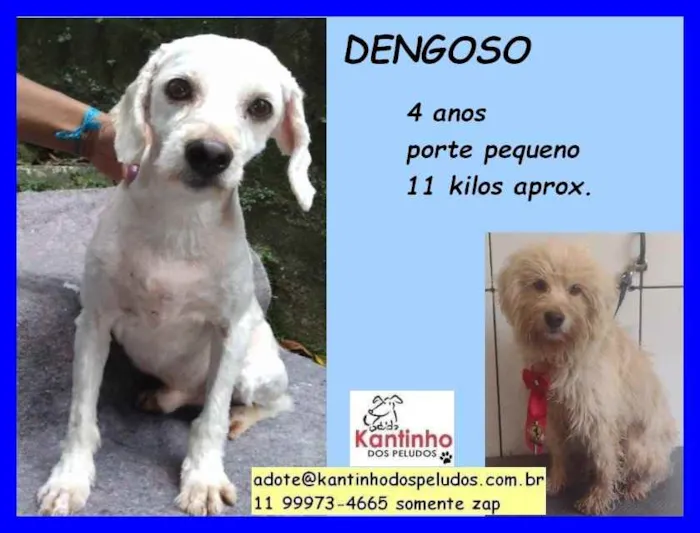 Cachorro raça SRD idade 4 anos nome Dengoso