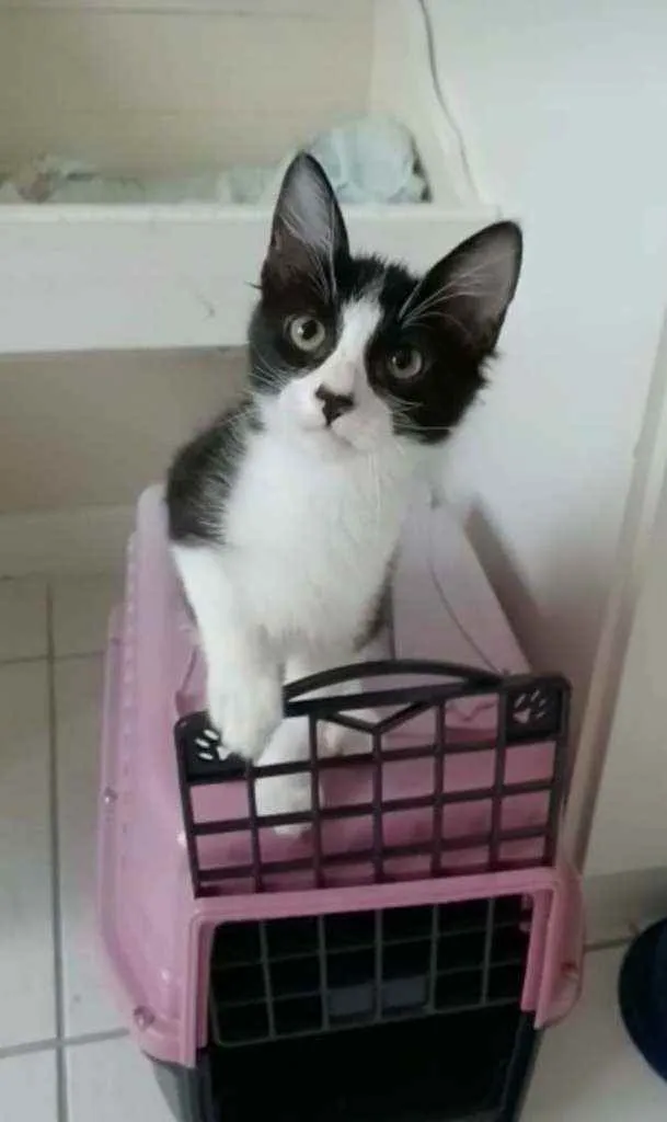 Gato ra a srd frajolinha  idade 2 a 6 meses nome EMILINHO