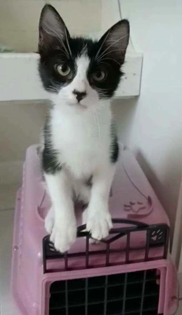 Gato ra a srd frajolinha  idade 2 a 6 meses nome EMILINHO