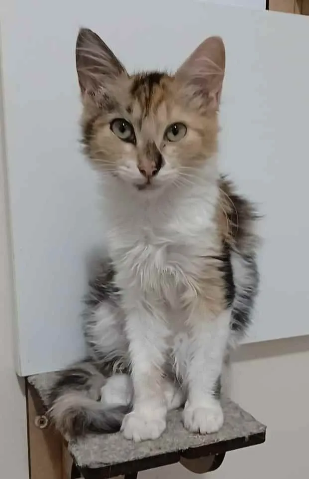 Gato ra a srd tricolor idade 2 a 6 meses nome LÉA